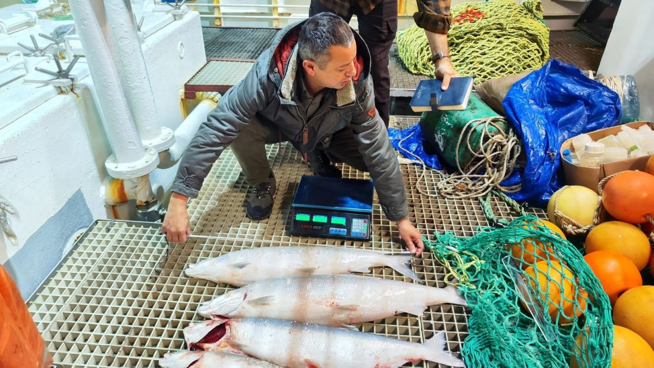 Xəzər dənizində balıq ehtiyatlarının qiymətləndirilməsi üzrə ekspedisiya yekunlaşıb - FOTOLAR